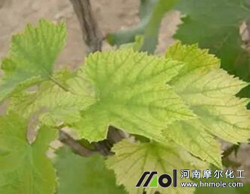 葡萄缺鐵癥狀 葡萄缺鐵癥狀