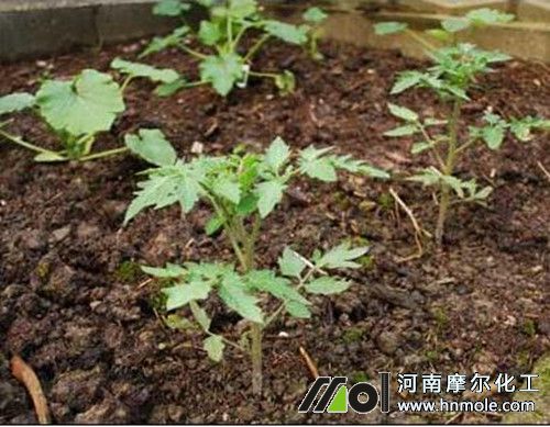 番茄苗期施肥 番茄苗期施肥