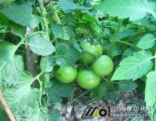 西紅柿結(jié)果期施肥 西紅柿結(jié)果期施肥