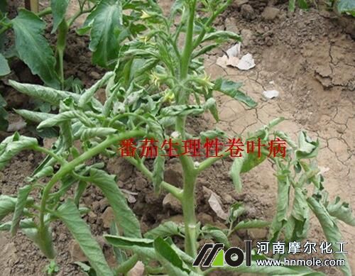 番茄卷葉原因 番茄卷葉原因