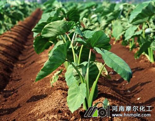 蔬菜水溶肥使用方法 蔬菜水溶肥使用方法