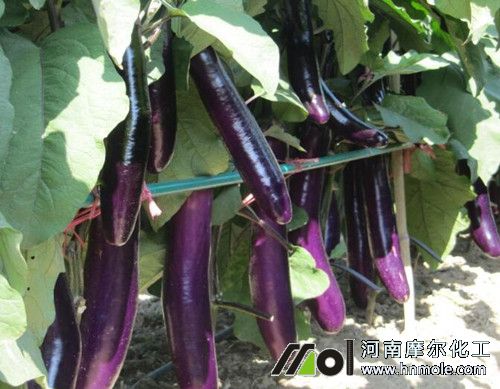 蔬菜水溶肥使用方法 蔬菜水溶肥使用方法