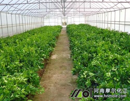 蔬菜追施水溶肥優勢 蔬菜追施水溶肥優勢