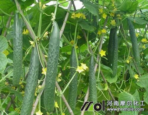 黃瓜長不大原因 黃瓜長不大原因