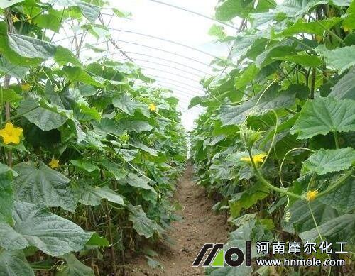 黃瓜水肥管理 黃瓜水肥管理