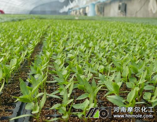 辣椒育苗期施肥 辣椒育苗期施肥