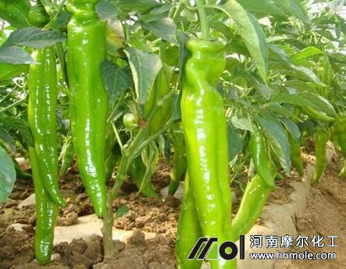 種的辣椒為什么結(jié)果短小 種的辣椒為什么結(jié)果短小