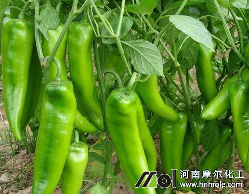 種的辣椒結(jié)果短小原因 種的辣椒結(jié)果短小原因