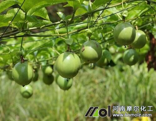 百香果如何施肥 百香果如何施肥