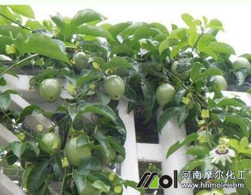 百香果掛果后如何施肥 百香果掛果后如何施肥