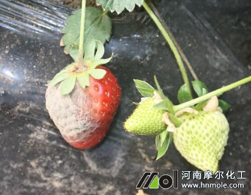 草莓灰霉病癥狀 草莓灰霉病癥狀