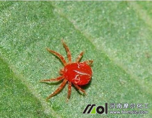 草莓紅蜘蛛 草莓紅蜘蛛