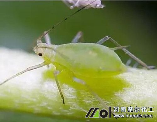 草莓蚜蟲 草莓蚜蟲