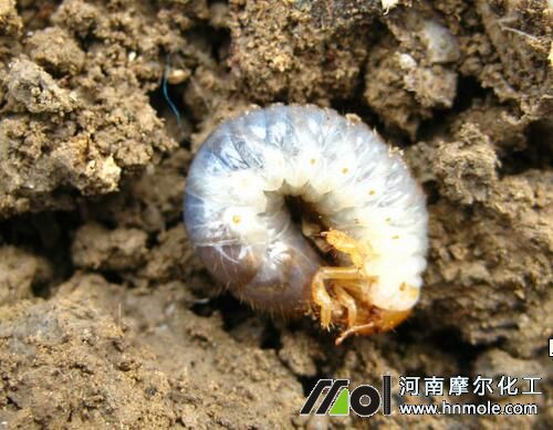 草莓蠐螬 草莓蠐螬