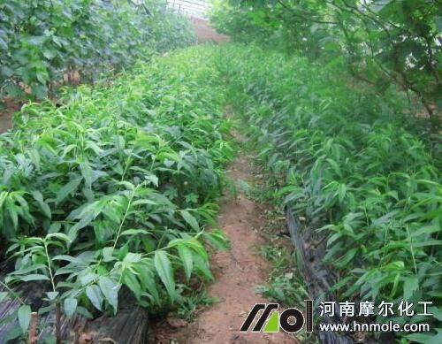 桃樹葉子發黃脫落原因 桃樹葉子發黃脫落原因