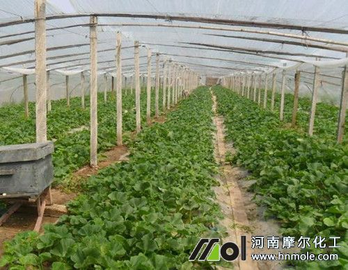 香瓜用肥使用說(shuō)明 香瓜用肥使用說(shuō)明