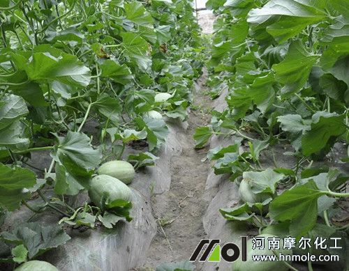 種植香瓜不長(zhǎng)怎么辦 種植香瓜不長(zhǎng)怎么辦