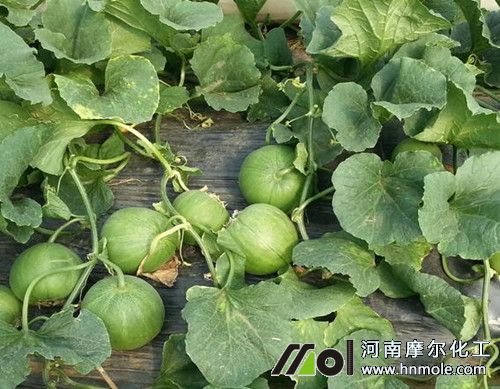 種植香瓜不長(zhǎng)怎么辦 種植香瓜不長(zhǎng)怎么辦