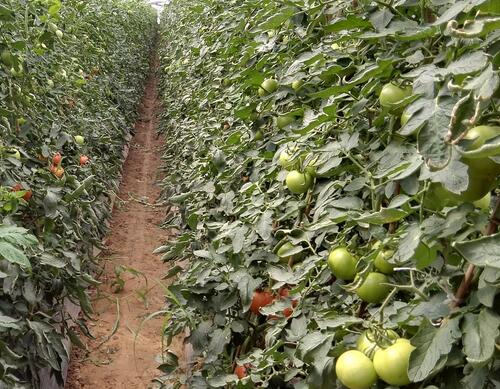 西紅柿水溶肥配方怎么選 西紅柿水溶肥配方怎么選