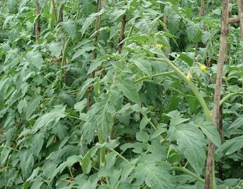 西紅柿水溶肥配方怎么選 西紅柿水溶肥配方怎么選