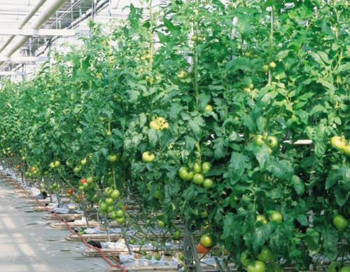 西紅柿水溶肥配方怎么選 西紅柿水溶肥配方怎么選