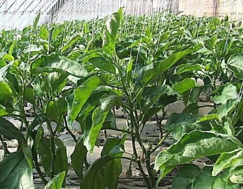 種茄子選擇哪種水溶肥好 種茄子選擇哪種水溶肥好