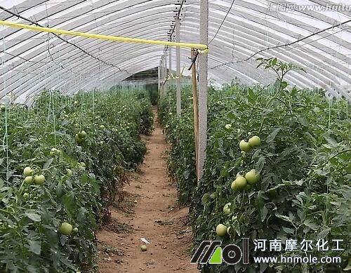 番茄水溶肥使用方法 番茄水溶肥使用方法