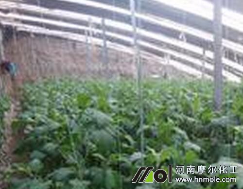 茄子用什么水溶肥色澤好 茄子用什么水溶肥色澤好