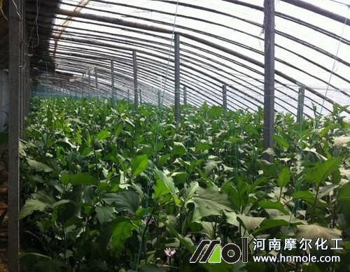 茄子水溶肥使用時(shí)間 茄子水溶肥使用時(shí)間