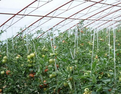 大棚蔬菜水溶肥哪種好 大棚蔬菜水溶肥哪種好