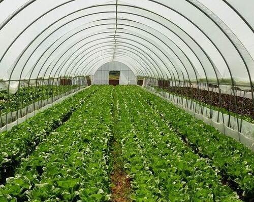 水溶肥優勢 水溶肥優勢