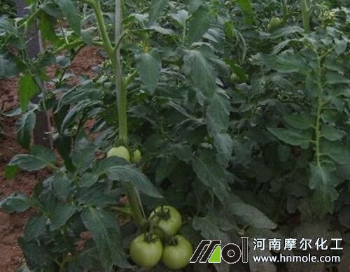 大棚西紅柿怎么提高產量 大棚西紅柿怎么提高產量