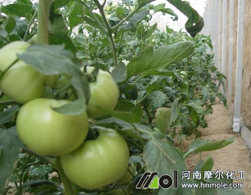 大棚西紅柿怎么提高產量 大棚西紅柿怎么提高產量