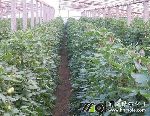 大棚西紅柿怎么提高產量 大棚西紅柿怎么提高產量