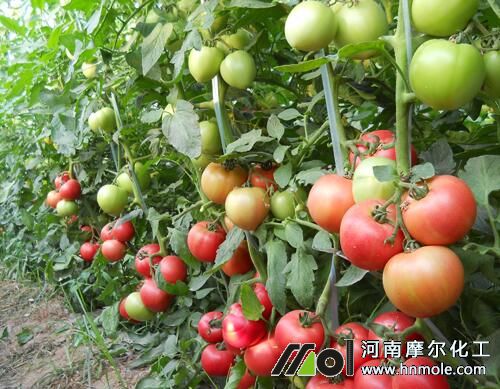 溫室大棚番茄畝產 溫室大棚番茄畝產