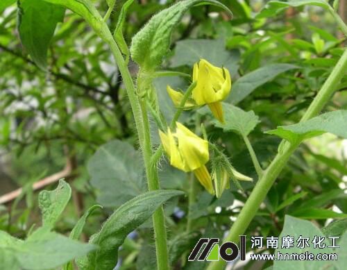 溫室大棚番茄畝產 溫室大棚番茄畝產