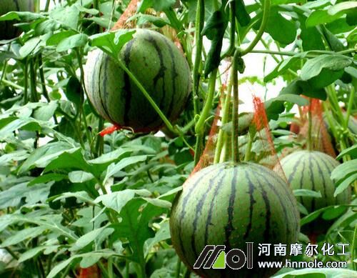 西瓜水溶肥施用技術 西瓜水溶肥施用技術