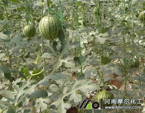 西瓜水溶肥施用技術 西瓜水溶肥施用技術