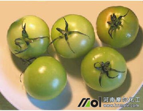 半青半紅的西紅柿 半青半紅的西紅柿