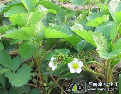 草莓花前施肥 草莓花前施肥