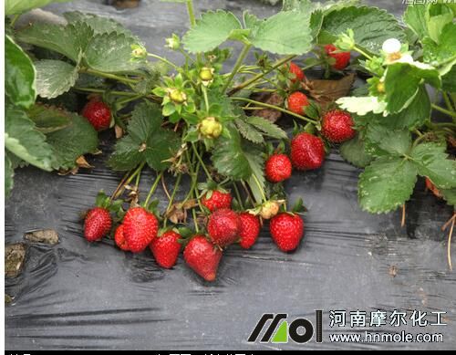 草莓結果施高鉀水溶肥 草莓結果施高鉀水溶肥
