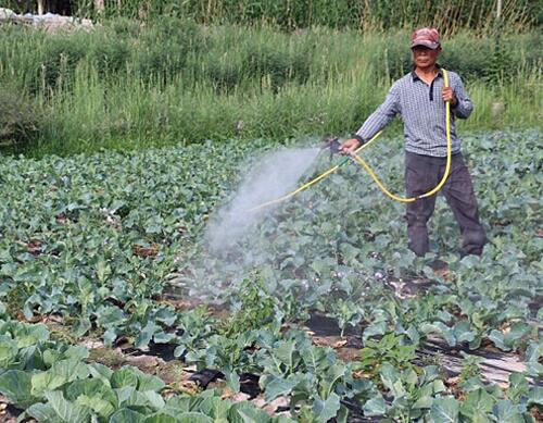 水溶肥的使用方法 水溶肥的使用方法