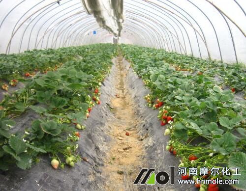 水溶肥在草莓上的使用技術(shù) 水溶肥在草莓上的使用技術(shù)