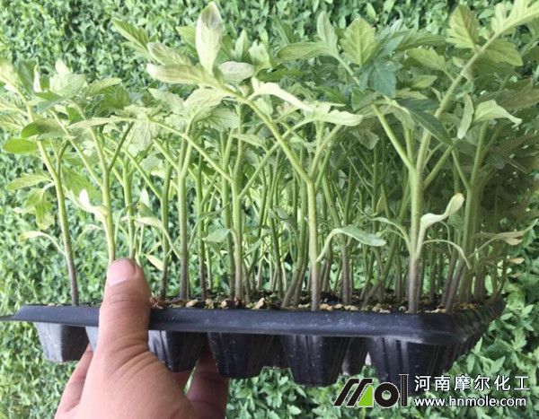 番茄育苗 番茄育苗