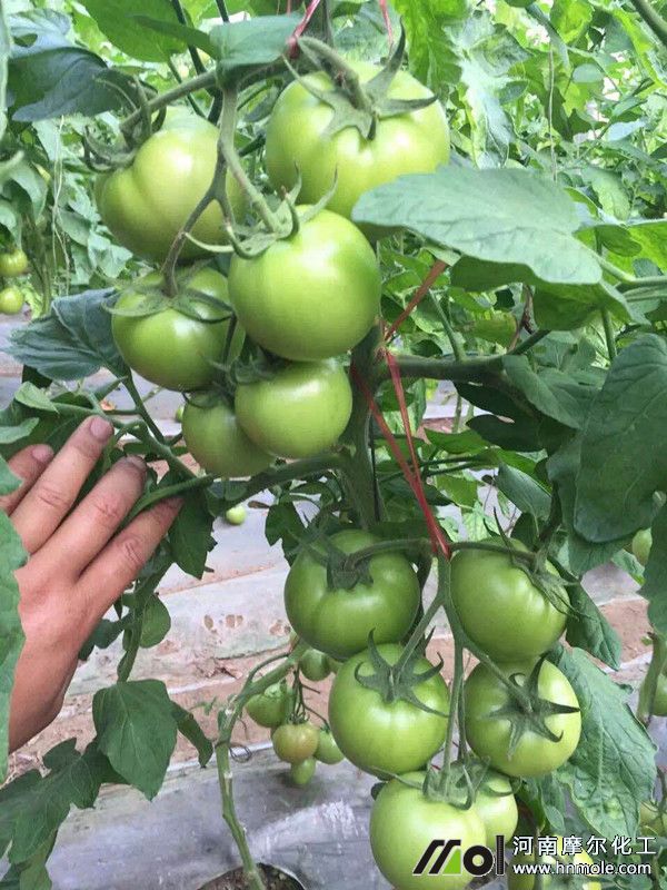 西紅柿水溶肥效果 西紅柿水溶肥效果