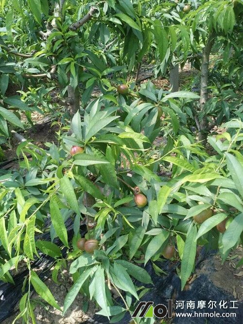 未使用水溶肥的油桃樹 未使用水溶肥的油桃樹