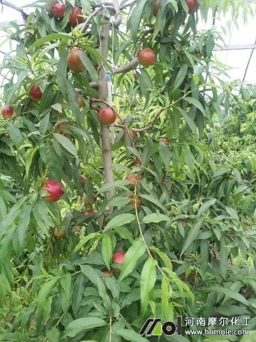 油桃樹使用其他同類水溶肥料效果: 油桃樹使用其他同類水溶肥料效果: