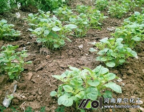 土豆苗期 土豆苗期
