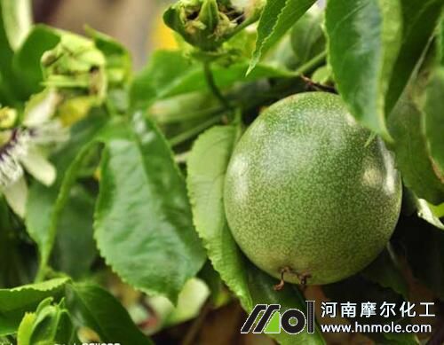 百香果施什么肥 百香果施什么肥