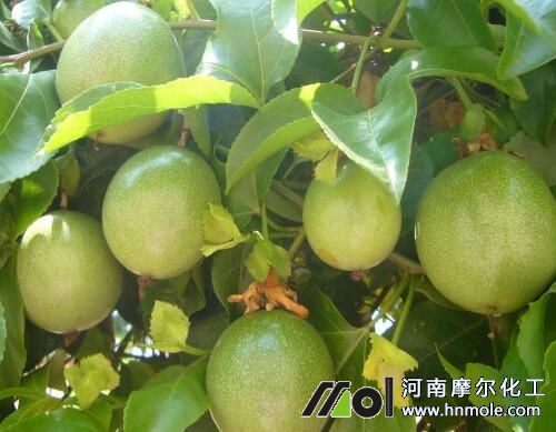 百香果用什么肥 百香果用什么肥